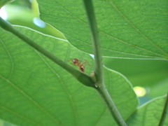 Camponotus hannani