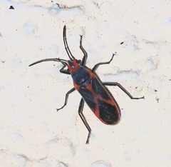 Caenocoris nerii