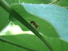 Camponotus hannani