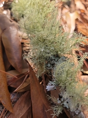 Usnea strigosa