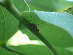 Camponotus hannani