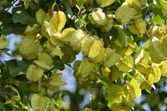 Terminalia elliptica
