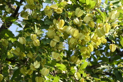 Terminalia elliptica