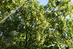 Terminalia elliptica