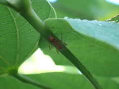 Camponotus hannani