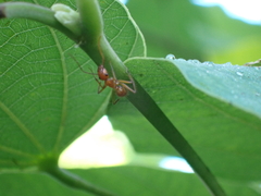 Camponotus hannani