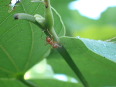 Camponotus hannani