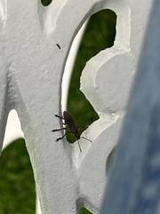 Pantomorus cervinus