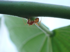 Camponotus hannani