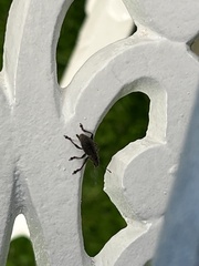 Pantomorus cervinus
