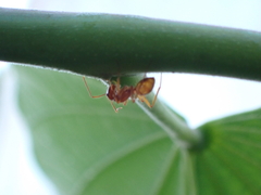 Camponotus hannani
