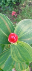 Costus woodsonii