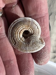 Architectonica nobilis