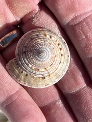 Architectonica nobilis