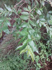 Combretum erythrophyllum