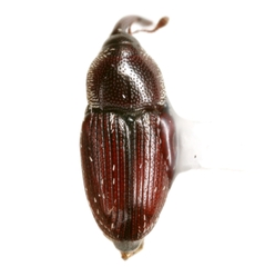 Apinocis blanditus