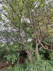 Combretum erythrophyllum
