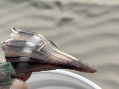 Sinistrofulgur pulleyi