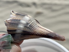 Sinistrofulgur pulleyi