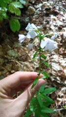 Cardamine