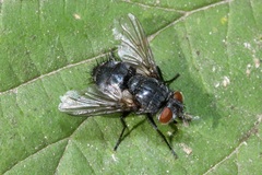 Epicampocera succincta
