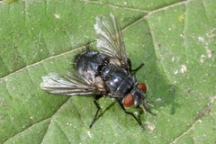 Epicampocera succincta