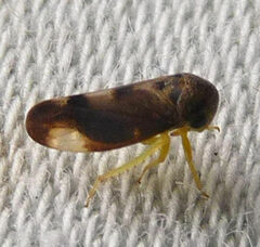 Pediopsoides distinctus