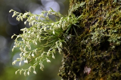 Phymatidium delicatulum