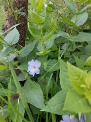 Thunbergia natalensis