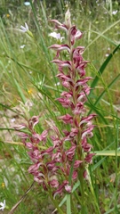 Anacamptis coriophora fragrans