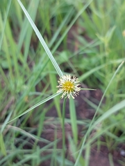 Cyperus erectus