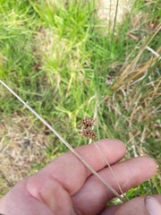 Juncus australis