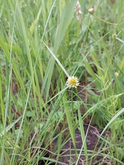 Cyperus erectus