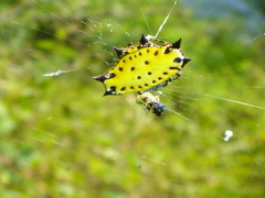 Gasteracantha cancriformis