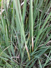 Juncus australis