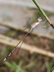 Lestes elatus