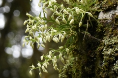 Phymatidium delicatulum