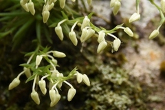 Phymatidium delicatulum