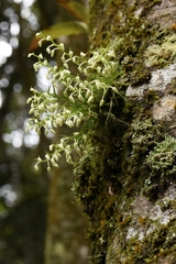 Phymatidium delicatulum