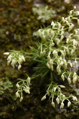 Phymatidium delicatulum