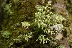 Phymatidium delicatulum