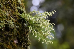 Phymatidium delicatulum