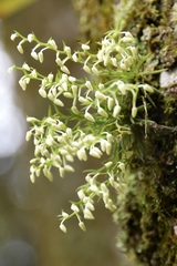 Phymatidium delicatulum