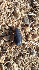 Scarabaeidae