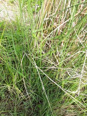 Juncus australis
