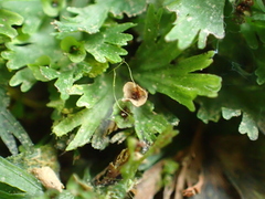 Crepidomanes minutum