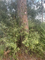 Pinus elliottii