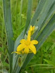 Hypoxis rigidula