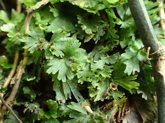 Crepidomanes minutum