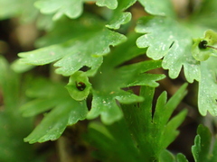 Crepidomanes minutum